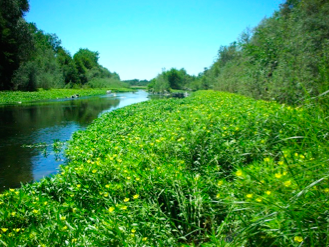Trait responses of invasive aquatic macrophyte congeners: colonizing diploid outperforms polyploidy