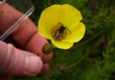 Attract them anyway – Benefits of large, showy flowers in a highly autogamous, carnivorous plant species