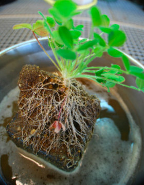 No difference in the competitive ability of introduced and native Trifolium provenances when grown with soil biota from their introduced and native ranges