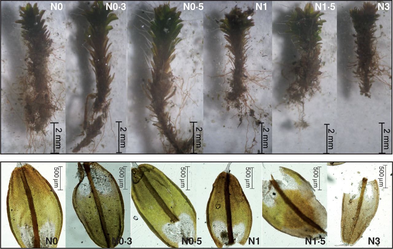 Response of desert moss to increasing nitrogen deposition