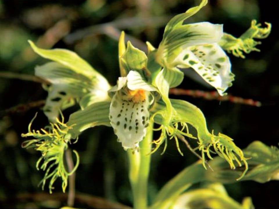 Relationship between soil nutrients and orchid mycorrhizal associations