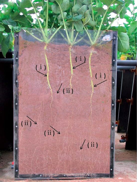 Root system architecture of oilseed rape under two phosphate availabilities