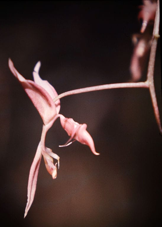 Floral scent chemistry in the orchid genus Gongora