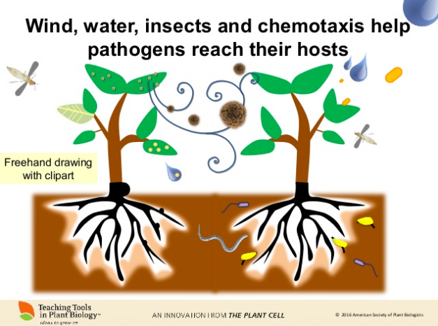 Mary Williams created this diagram in PowerPoint, using the freehand drawing tool (American Society for Plant Biologists, 2016). 