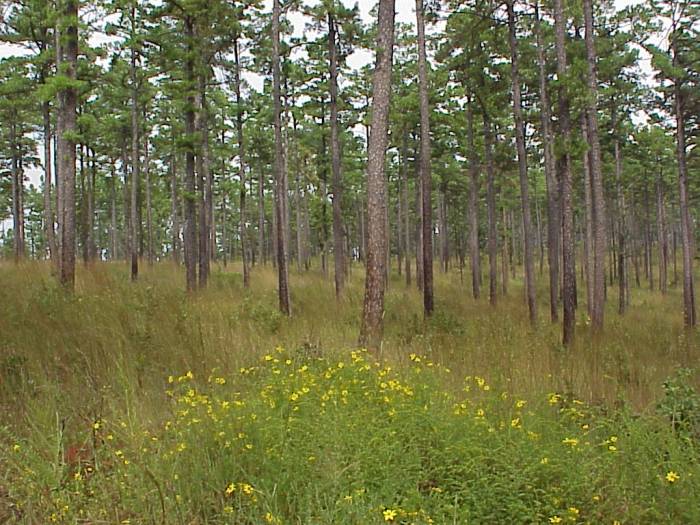 Not all sapwood is functionally equal: Improving estimates of whole-tree water use from sap flux measurements