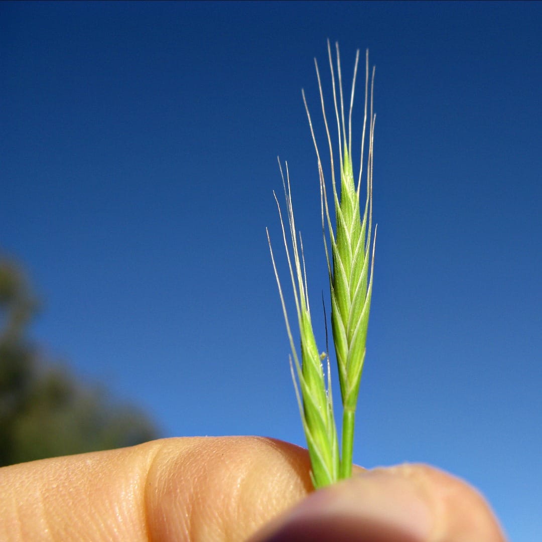 Brachypodium peroxidase and drought tolerance