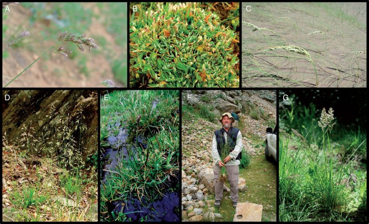 Breeding system diversification and evolution in Poa