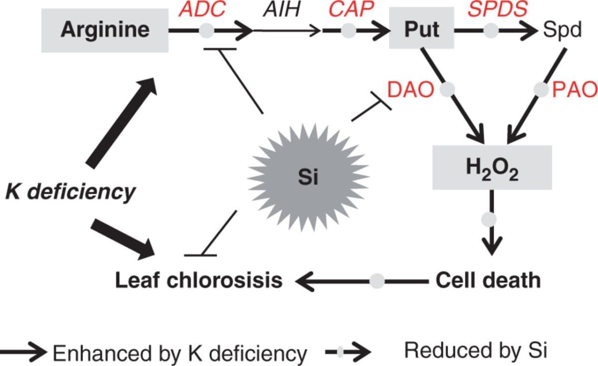 Silicon moderated K-deficiency-induced leaf chlorosis