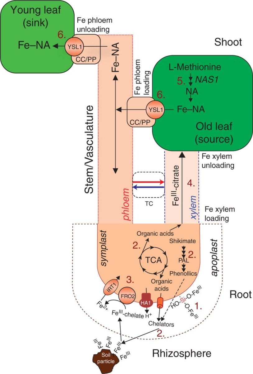Silicon enhances leaf remobilization of iron in cucumber