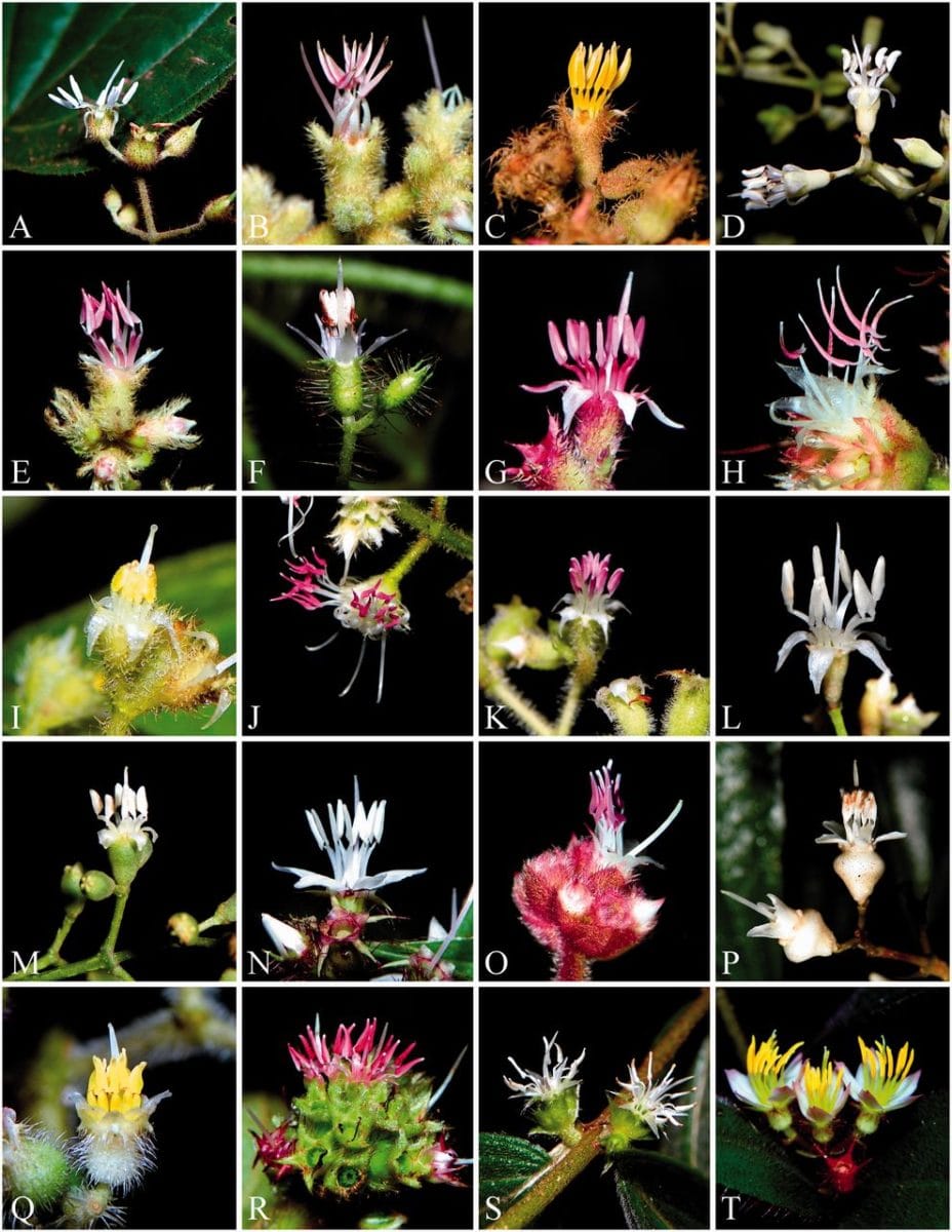 Diversity and constraints in the floral morphological evolution of Leandra s.str.