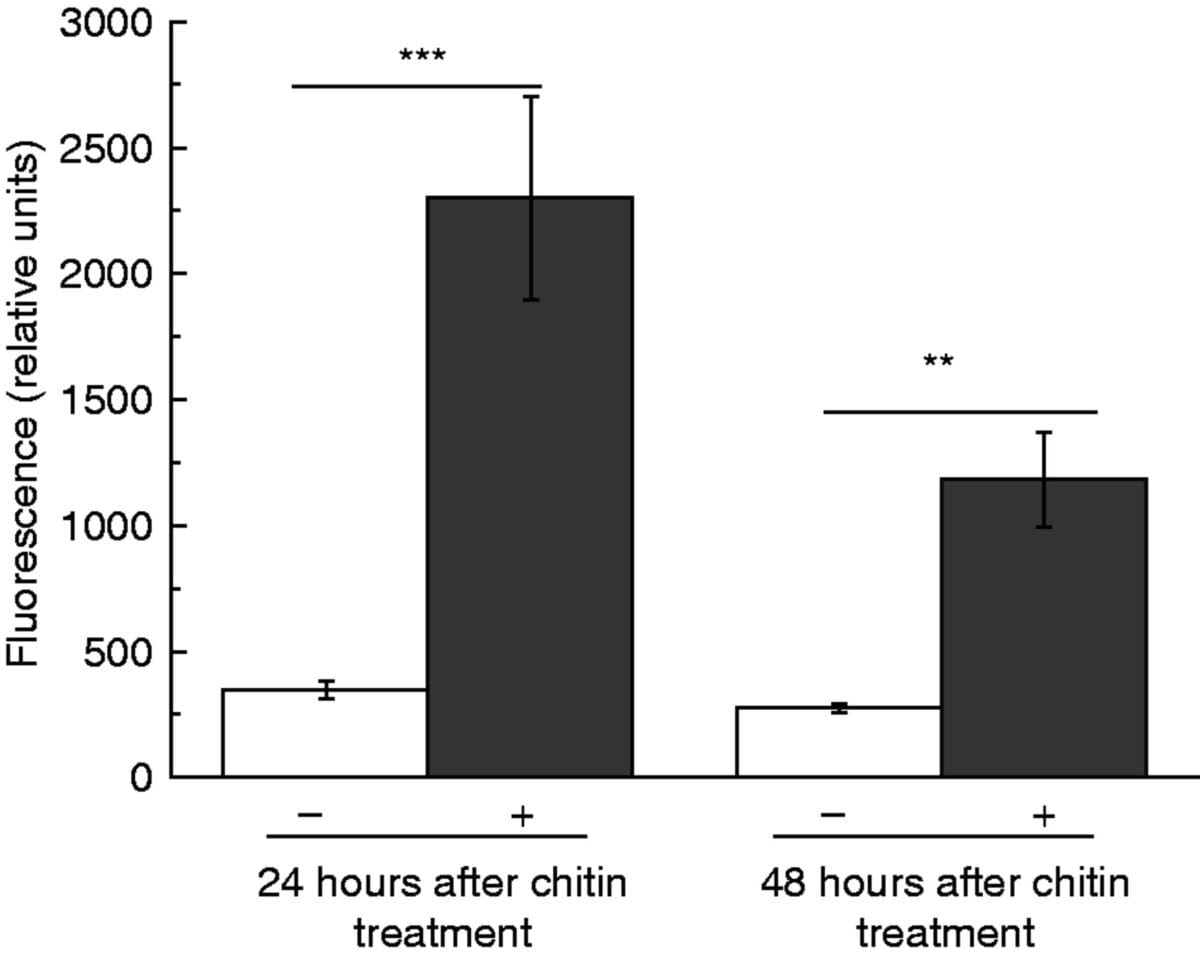 Chitin-induced nepenthesin activity in the pitcher fluid of Nepenthes alata.