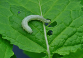 Increased resistance to a generalist herbivore in a salinity-stressed non-halophytic plant