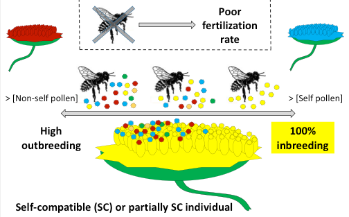 Population genetics of self-incompatibility in a clade of relict cliff-dwelling plant species