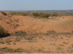 Seed germination of seven desert plants and implications for vegetation restoration
