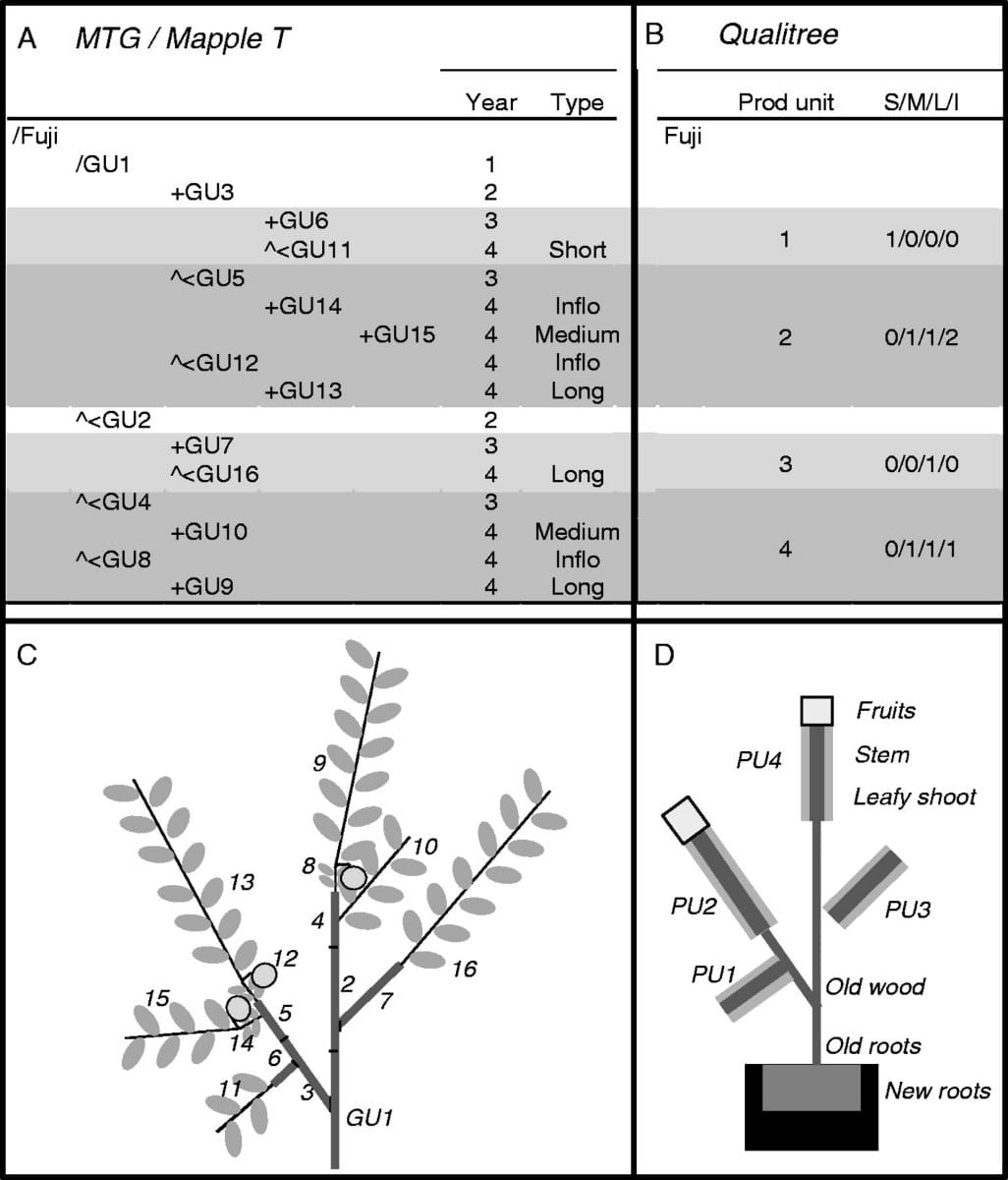 Simulation of shoot and fruit growth in apple