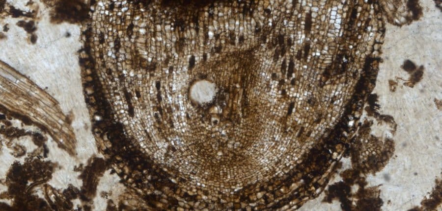 Botany at Oxford University is not 400 years old!