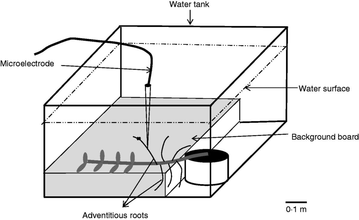 Aquatic adventitious roots of alligator weed and capacity for oxygen absorption