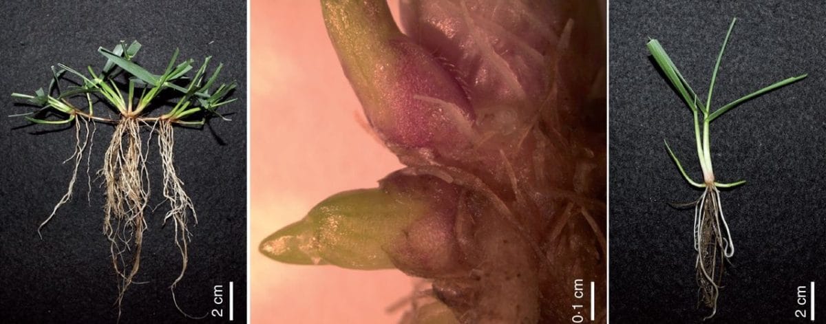 Hormone regulation of rhizome development