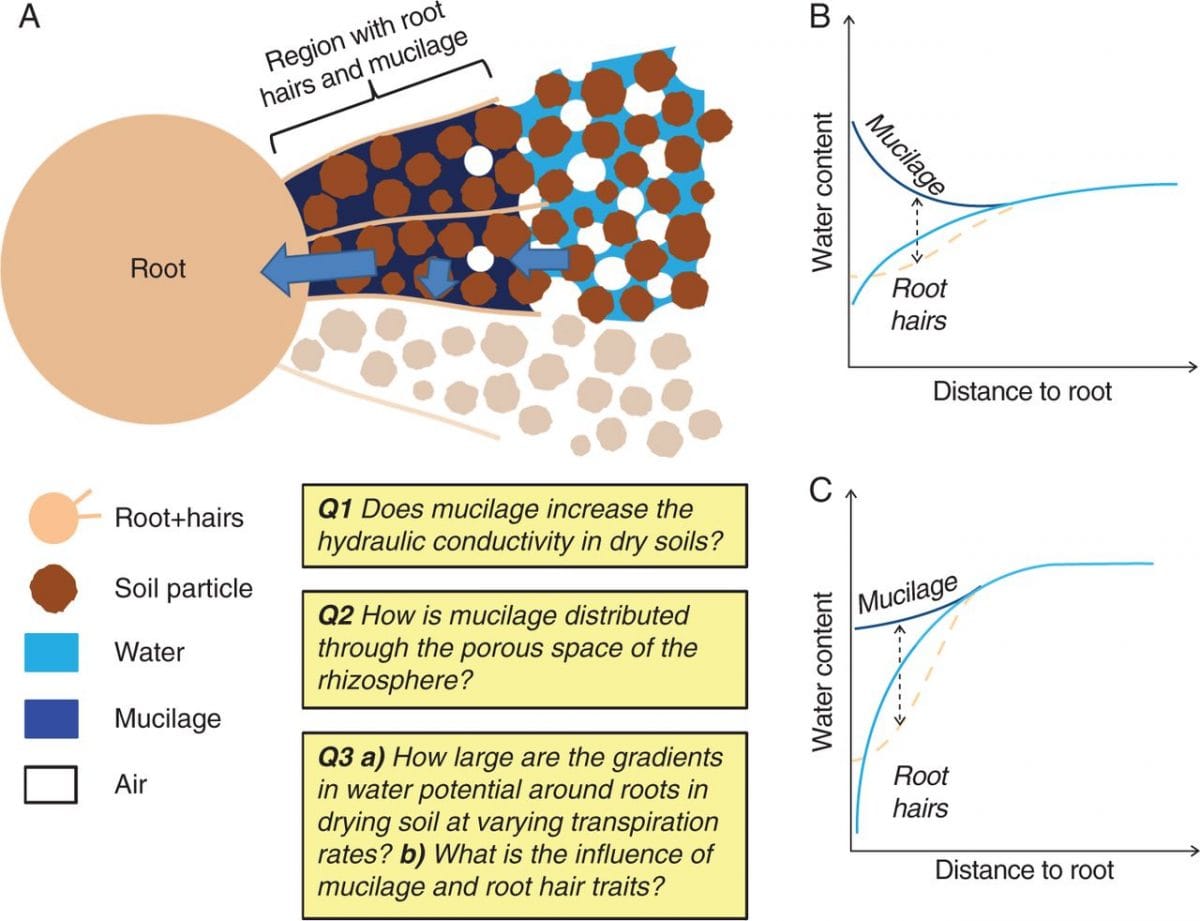 Rhizosphere biophysics and root water uptake