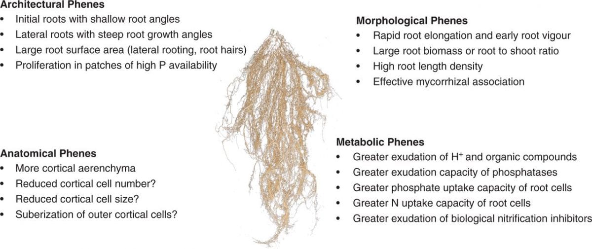 Diagram of root phenes