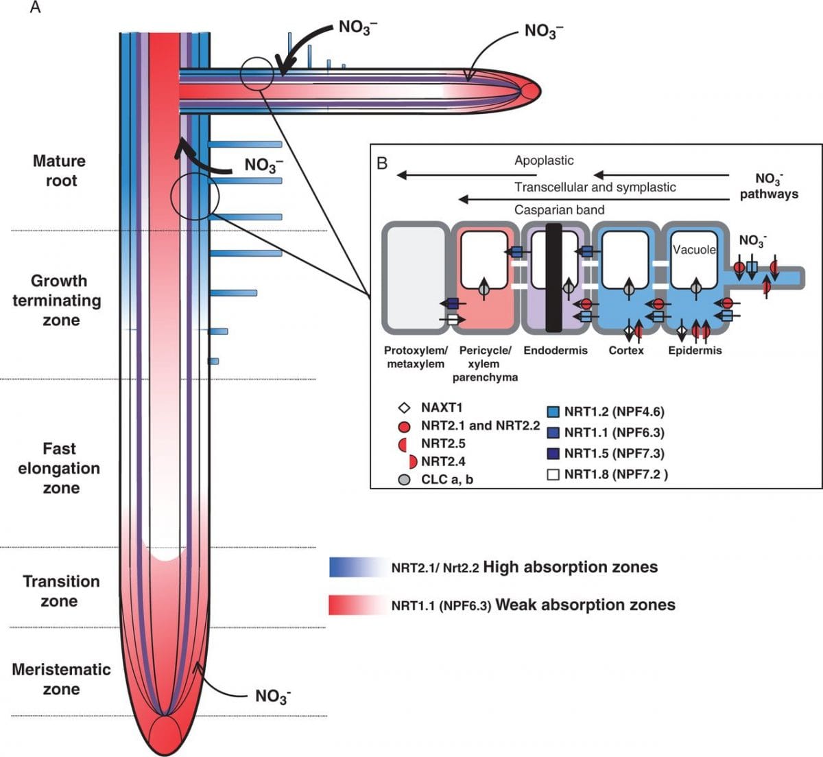 Location of the different root zones where nitrate is taken up by nitrate transporters of NRT family in Arabidopsis.