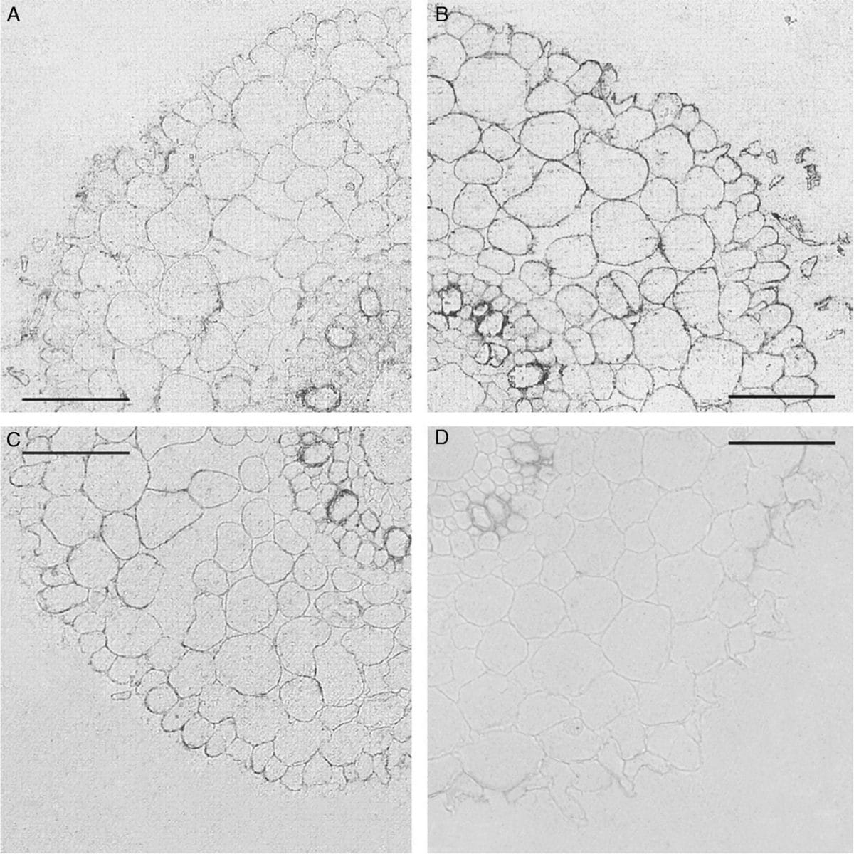 Aquaporin function and exogenous application of abscisic acid (ABA) to barley roots