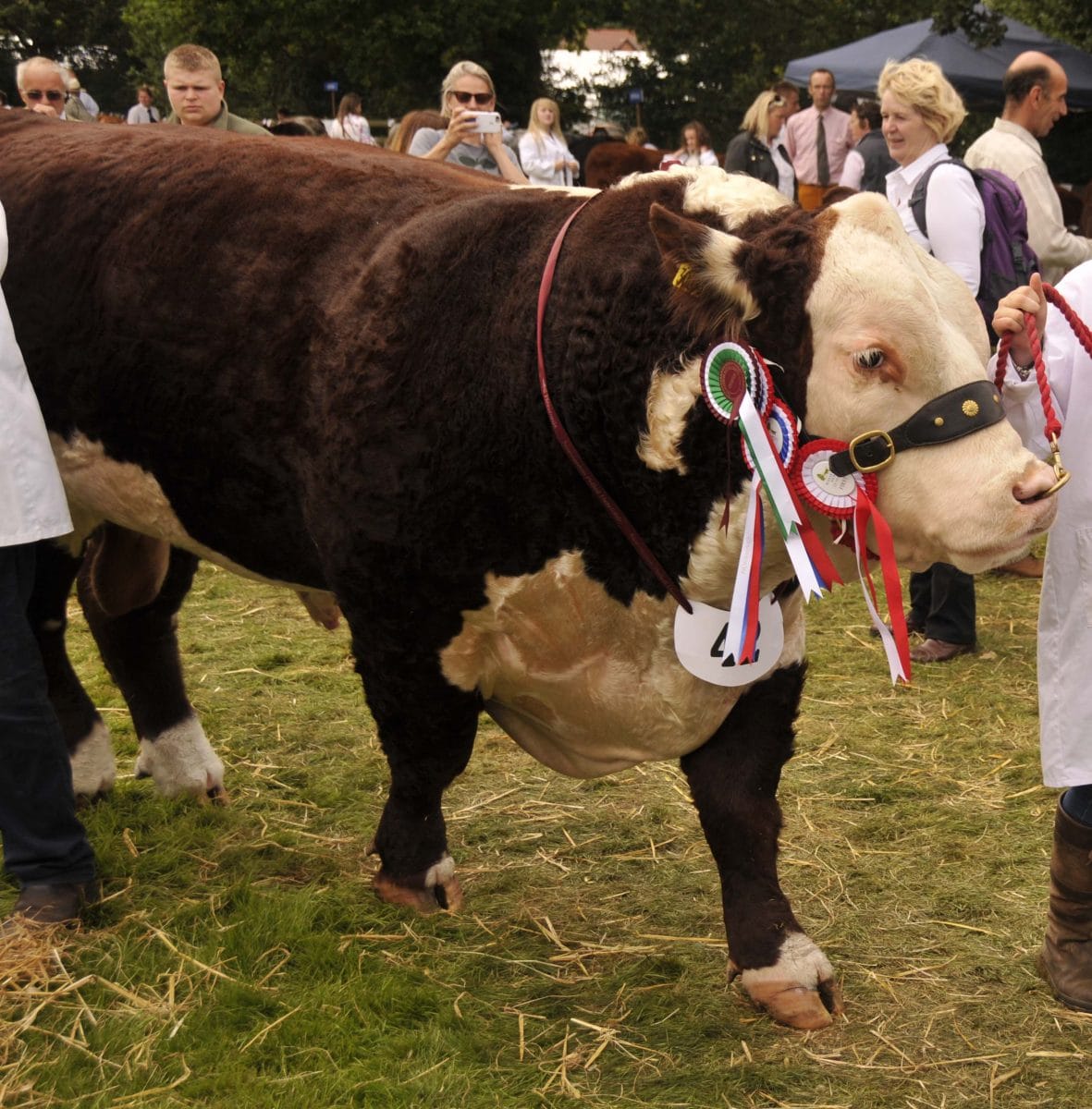 Hereford Bull, Normanton 1 Laertes, from Ashby-de-la-Zouch in Leicestershire. He was born from embryo transfer, and was Supreme Champion at Burwarton Show in 2016.