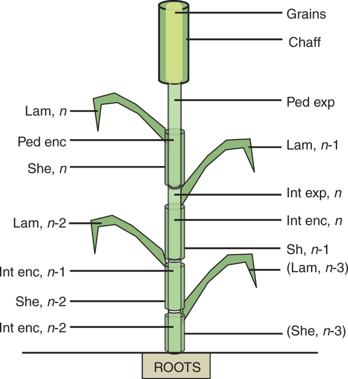 A process-based model of C and N metabolism in the wheat culm