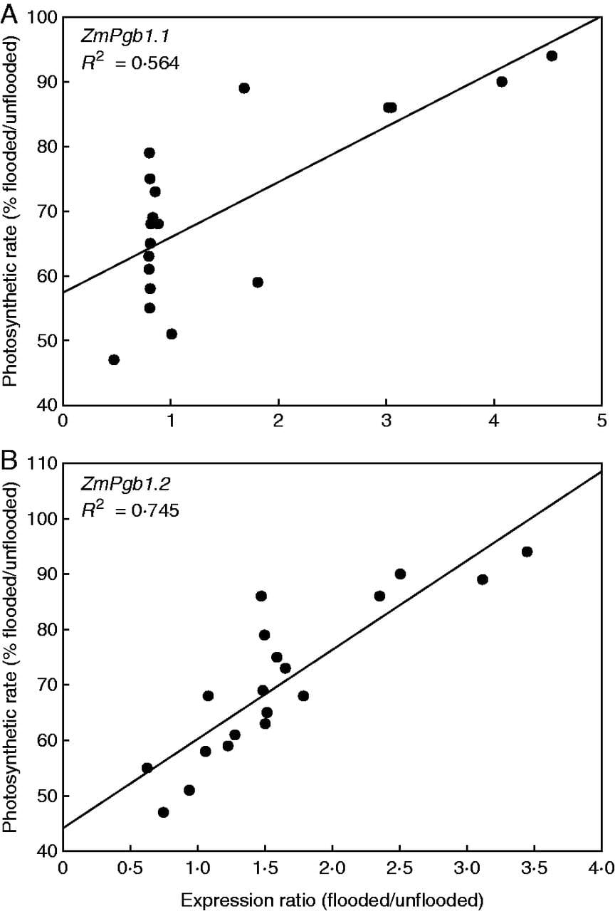 Elevating expression of phytoglobins enhances photosynthetic response of root-flooded maize