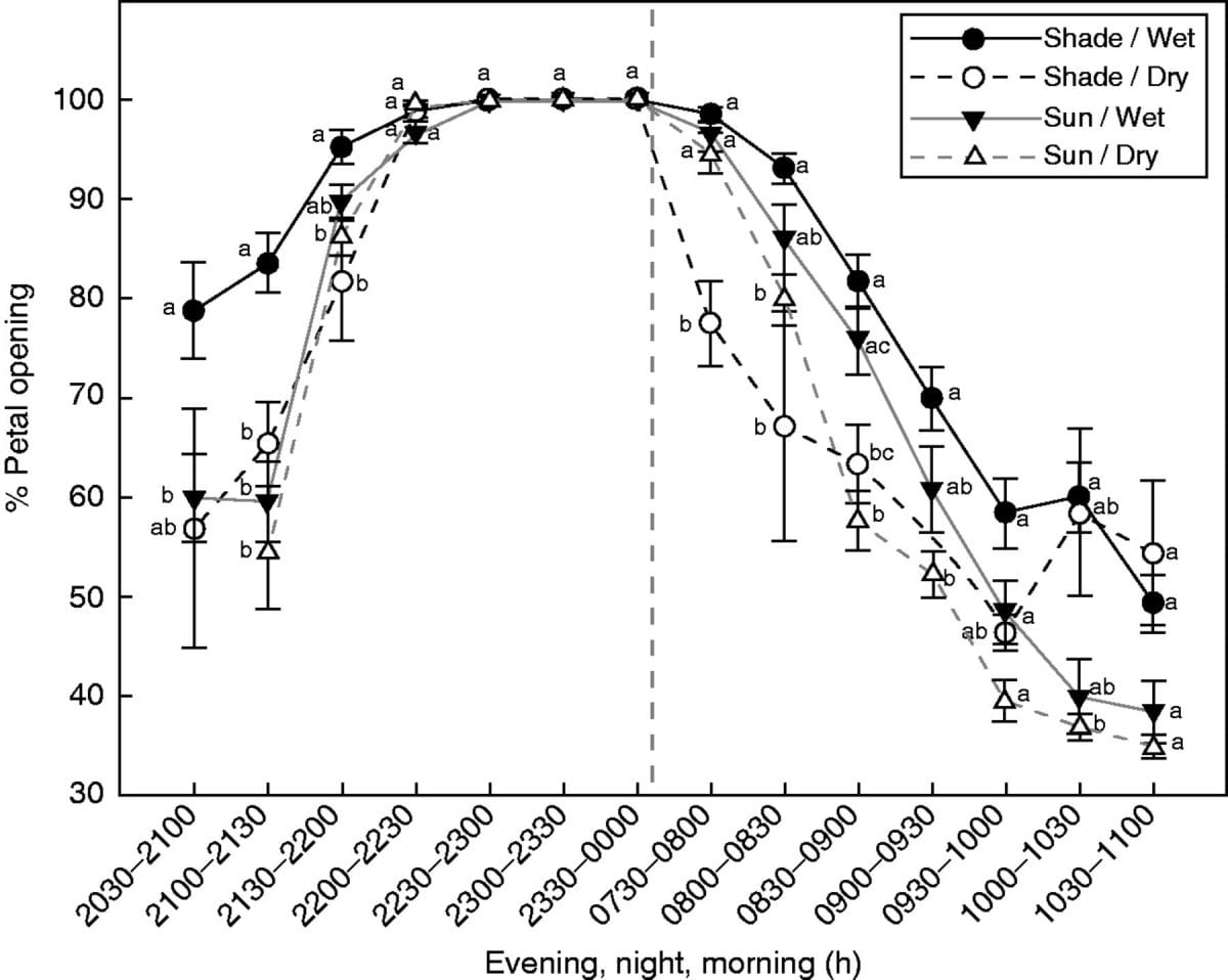 Complementary circadian rhythms regulate floral attractiveness and reward in Silene colorata