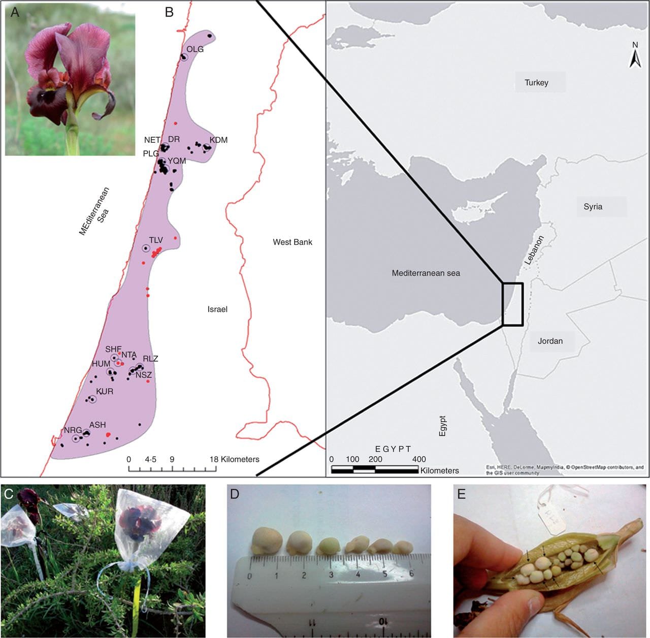 Intra-species ecological divergence in irises