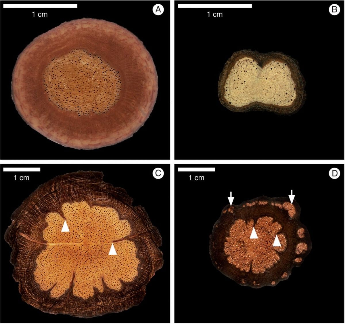 Macroscopical anatomical patterns of the roots of Sapindaceae lianas.