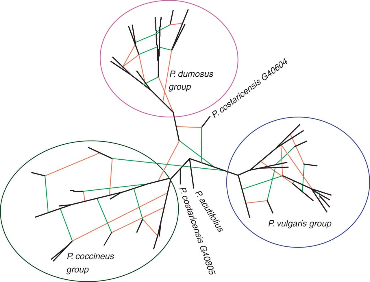 Hybridization network showing the hypothetical reticulation events among Phaseolus species.