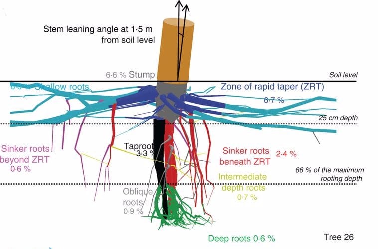 Anchorage failure is prevented by a rigid central part of the root system