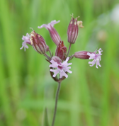 Evidence for asymmetrical hybridization despite pre- and post-pollination reproductive barriers between two Silene species