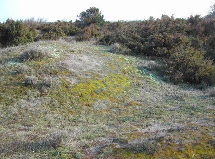 The use of plant community attributes to detect habitat quality in coastal environments