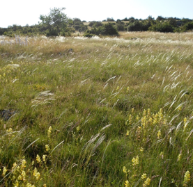 Influence of management regime and harvest date on the forage quality of rangelands plants: the importance of dry matter content