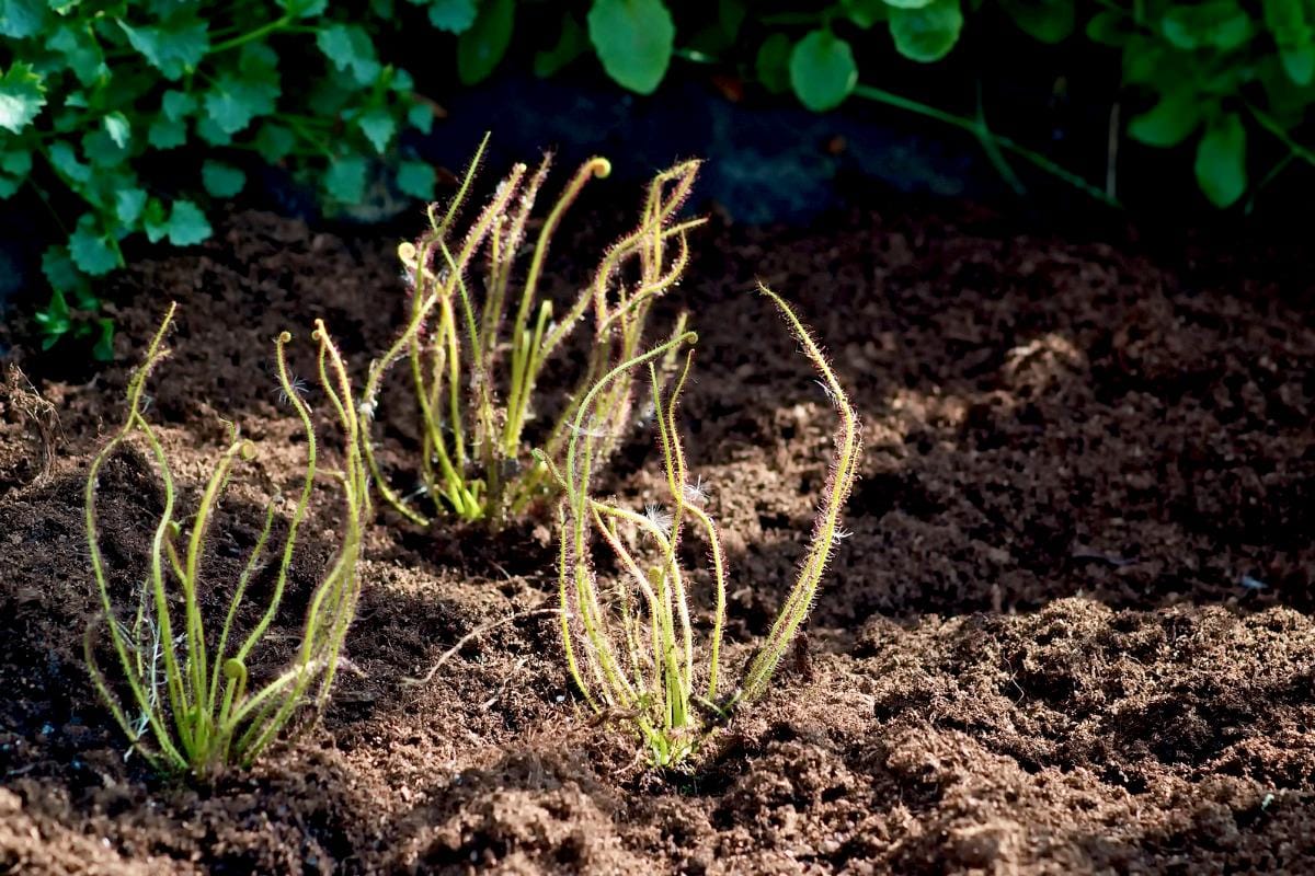 It’s the taste of flesh* that makes a Sundew salivate**