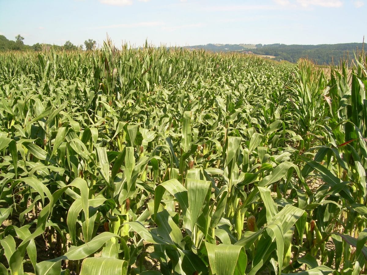 Another view of F1 seed production showing two rows of the male pollinator separated by 6 rows of the female parent.