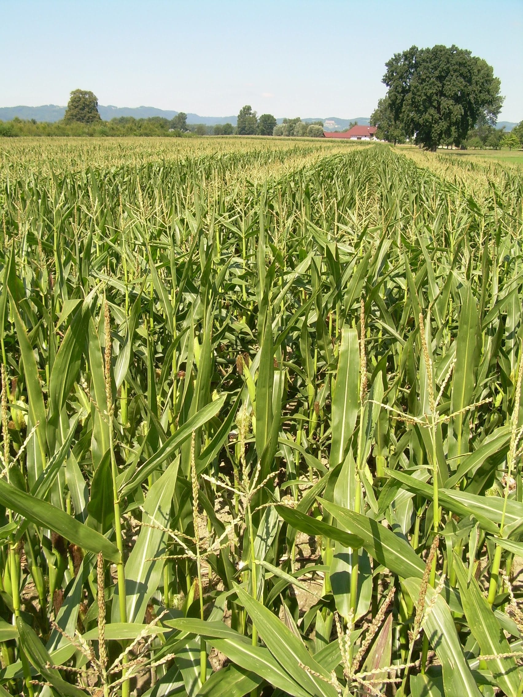 F1 seed production in maize. The male lines with tassels producing the pollen are taller and separated by several rows of male-sterile plants which will have the seeds planted the following year in commercial fields.