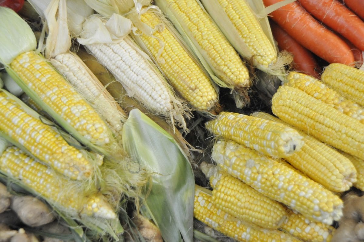 Corn-on-the-cob: the best known form we eat, but actually a tiny part of the world total production. Here we see some cobs of inbred lines with white and yellow kernels and their F2 hybrid segregating 3:1 yellow to white kernels. The colour actually represents the next generation of the plant so they do not need to be grown out to score genetic ratios.