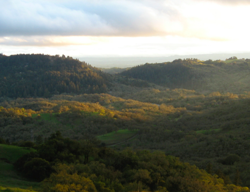 Effects of topoclimatic complexity on the composition of woody plant communities