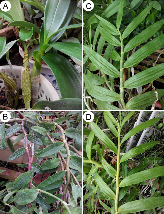 Two strategies by epiphytic orchids for maintaining water balance: thick cuticles in leaves and water storage in pseudobulbs