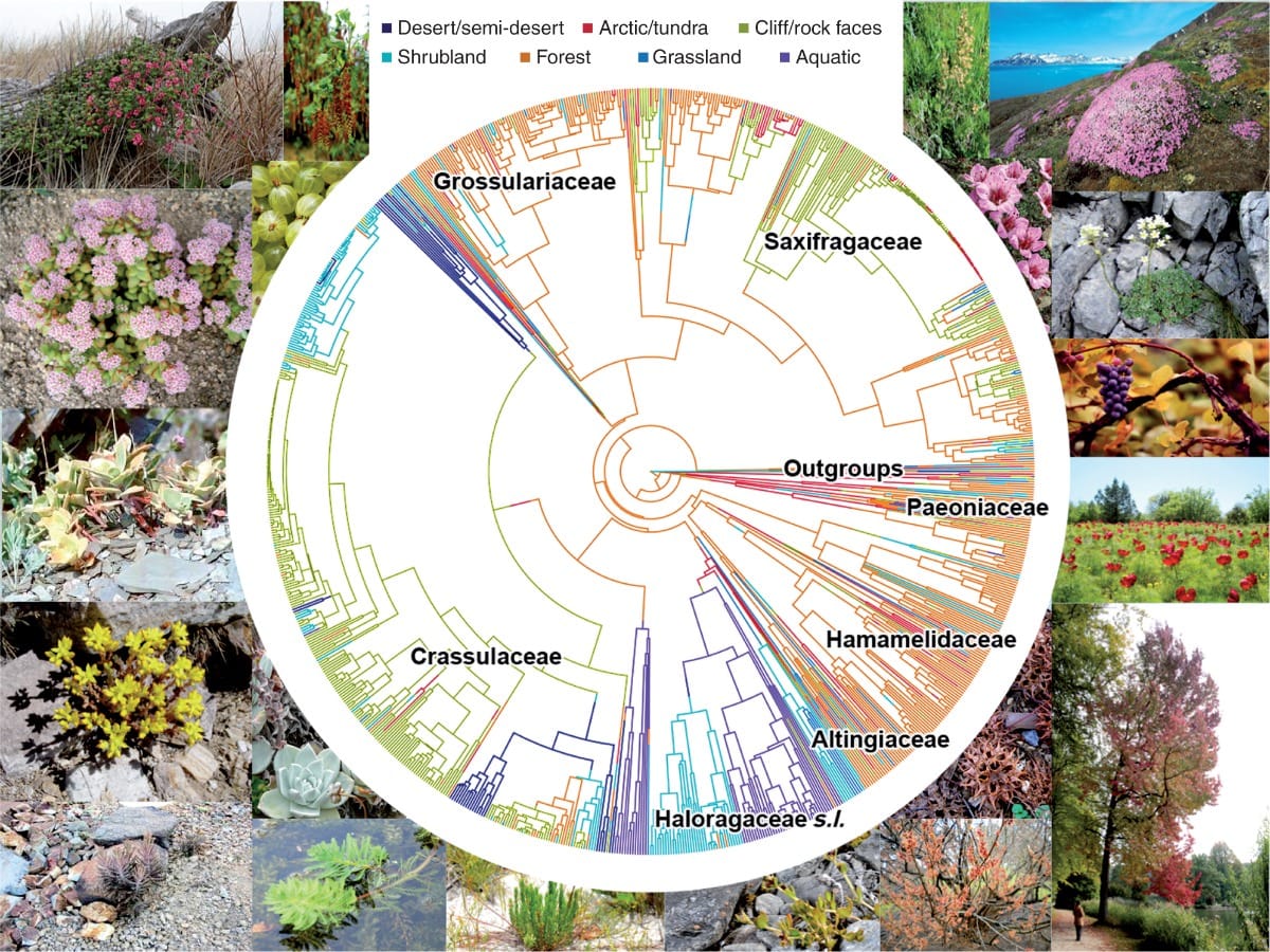 Phylogenetic insights into the evolution of Saxifragales habitat shifts