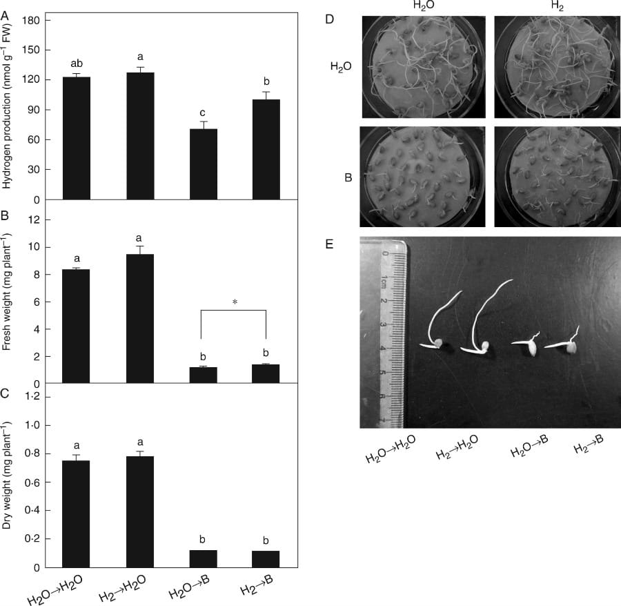 Boron toxicity tolerance mediated by H2 during rice seed germination