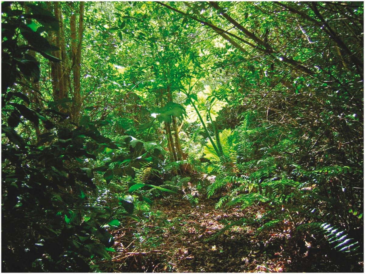 Depiction of the temperate rain forest understorey light availability in Aiken Park (45°27′S, 72°45′W, 40 m a.s.l), Aysén Region, Chile.