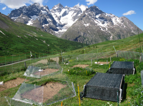 Early establishment of trees at the alpine treeline: idiosyncratic species responses to temperature-moisture interactions