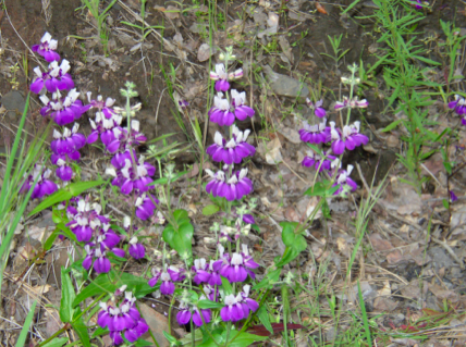 Differential selection on pollen and pistil traits in relation to pollen competition in the context of a sexual conflict over timing of stigma receptivity