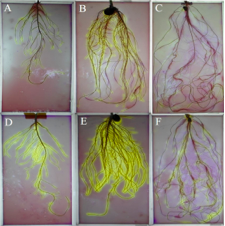 The effects of nitrogen form on root morphological and physiological adaptations of maize, white lupin and faba bean under phosphorus deficiency