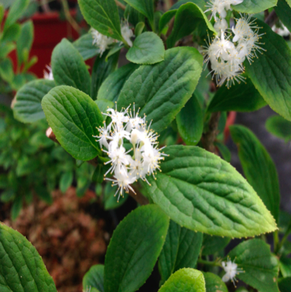 Aluminium accumulation in a temperate accumulating plant